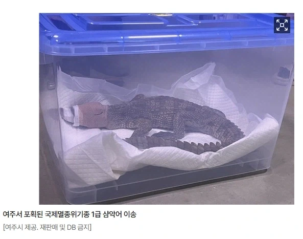 개인적으로 좋아하는 인터넷 밈 스타일.jpg 대표 이미지