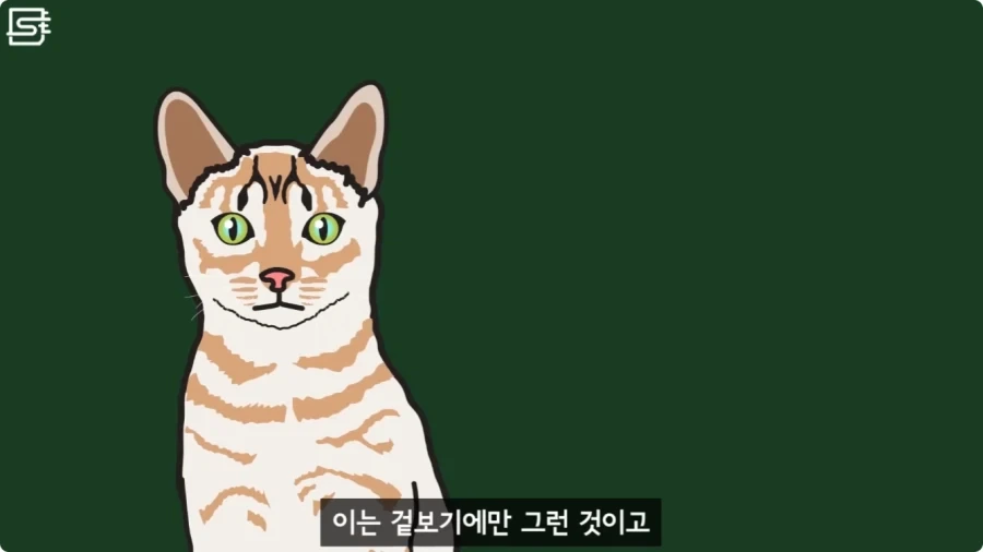 길고양이를 만지면 안되는 이유.jpg_6.webp