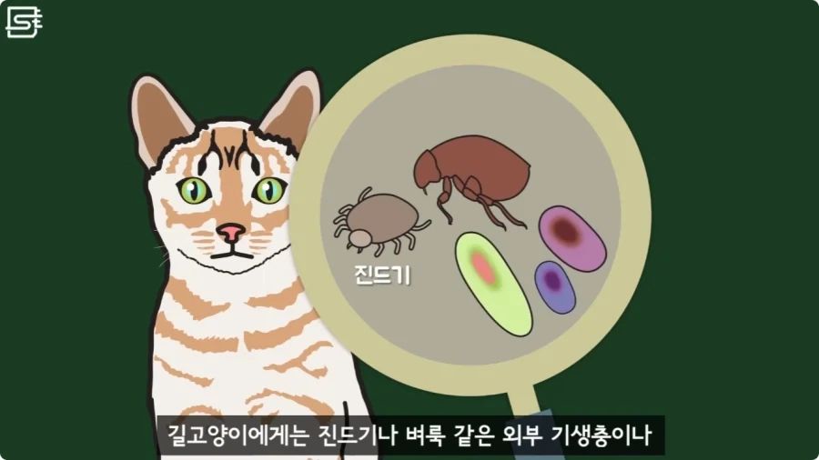 길고양이를 만지면 안되는 이유.jpg_7.webp