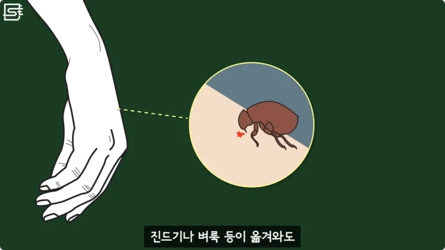 길고양이를 만지면 안되는 이유.jpg_11.webp