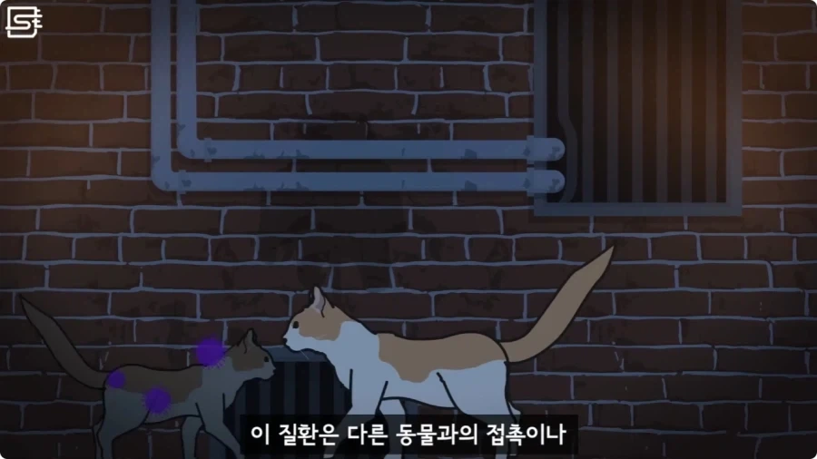 길고양이를 만지면 안되는 이유.jpg_15.webp