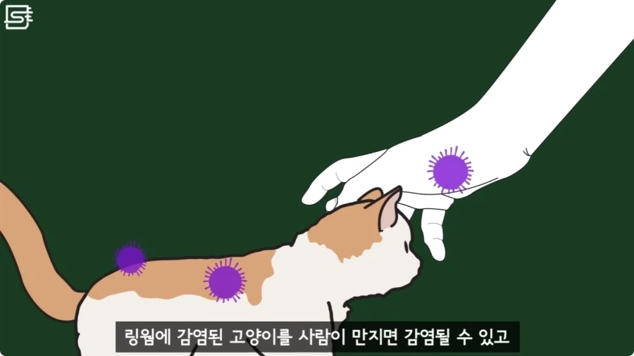 길고양이를 만지면 안되는 이유.jpg_18.webp