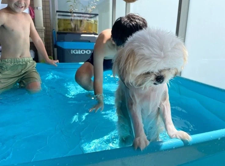 아호이의 위험성.jpg 대표 이미지