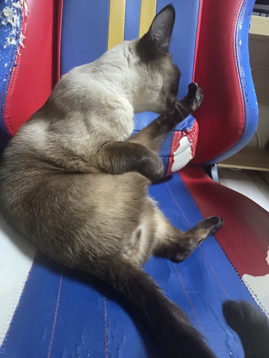 솔직히 우리집 고양이 정도면 의자 그렇게 박살낸 것은 아닌 것 같다_10.webp