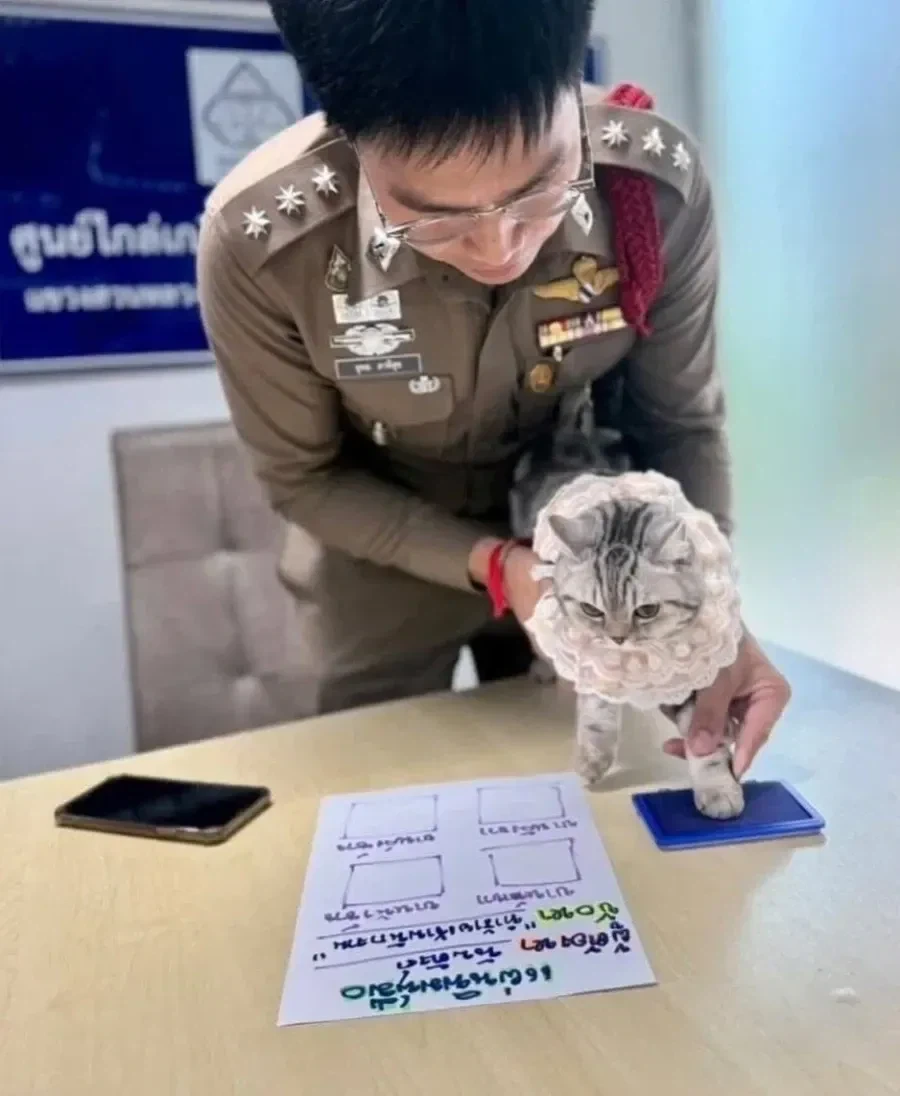 경찰공격해서 체포된 고양이.jpg_2.webp