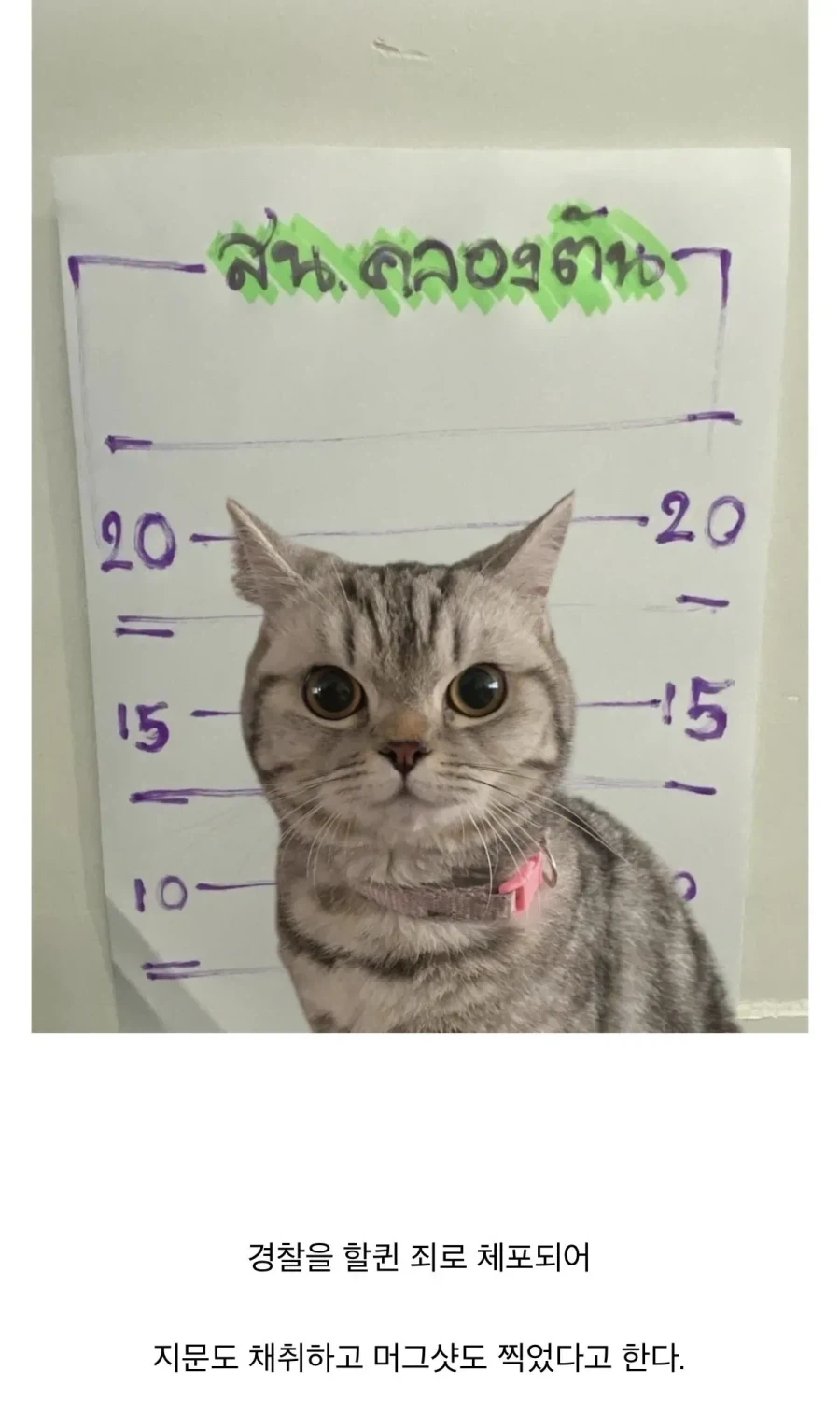 경찰공격해서 체포된 고양이.jpg_4.webp