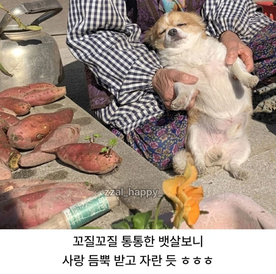 할머니따라 시장갔다가 지쳐 잠든 강아지_2.webp