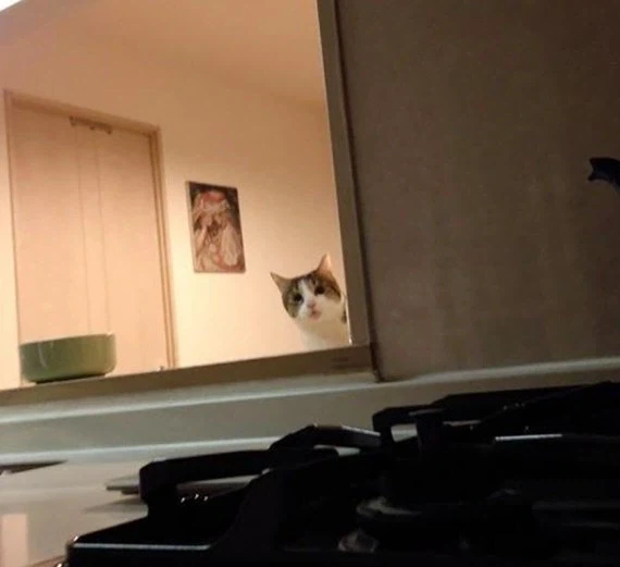 감시하는 냥이_3.webp