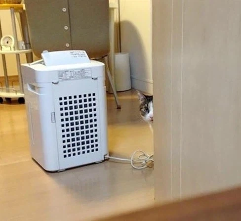 감시하는 냥이_4.webp