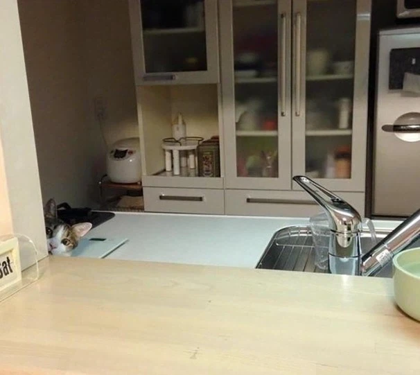 감시하는 냥이_5.webp
