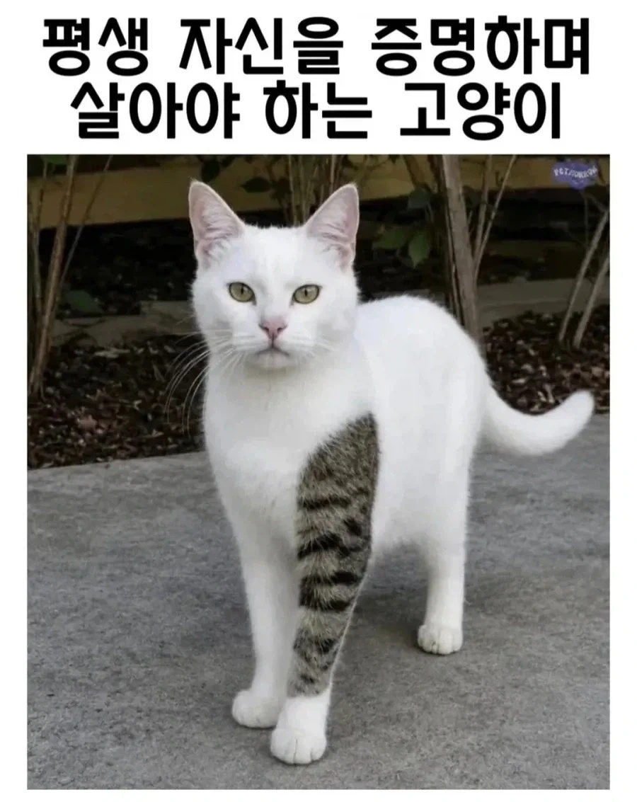 원피스 성지 마리조아가 레드라인에 있는 이유 대표 이미지