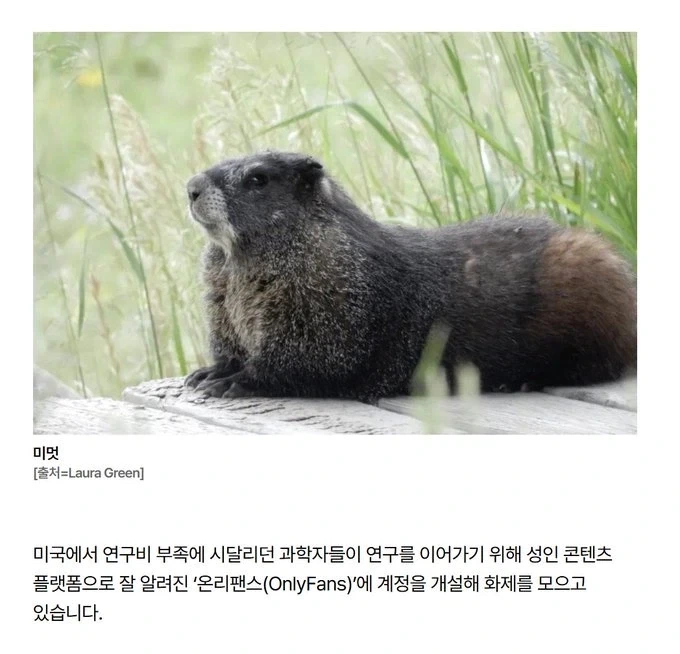 주식) 마이크론의 반격 대표 이미지