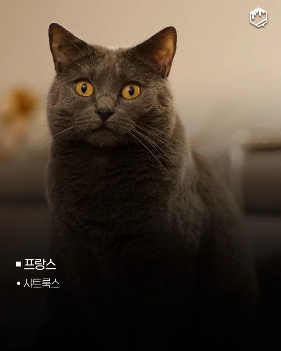 해병 깍뚜기!!! 그 금쪽같은 맛이여~! 대표 이미지