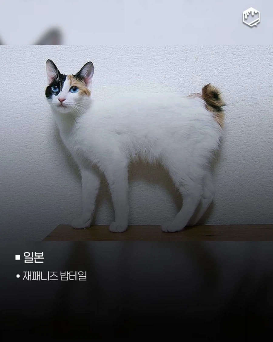 국가별 대표 고양이_2.webp