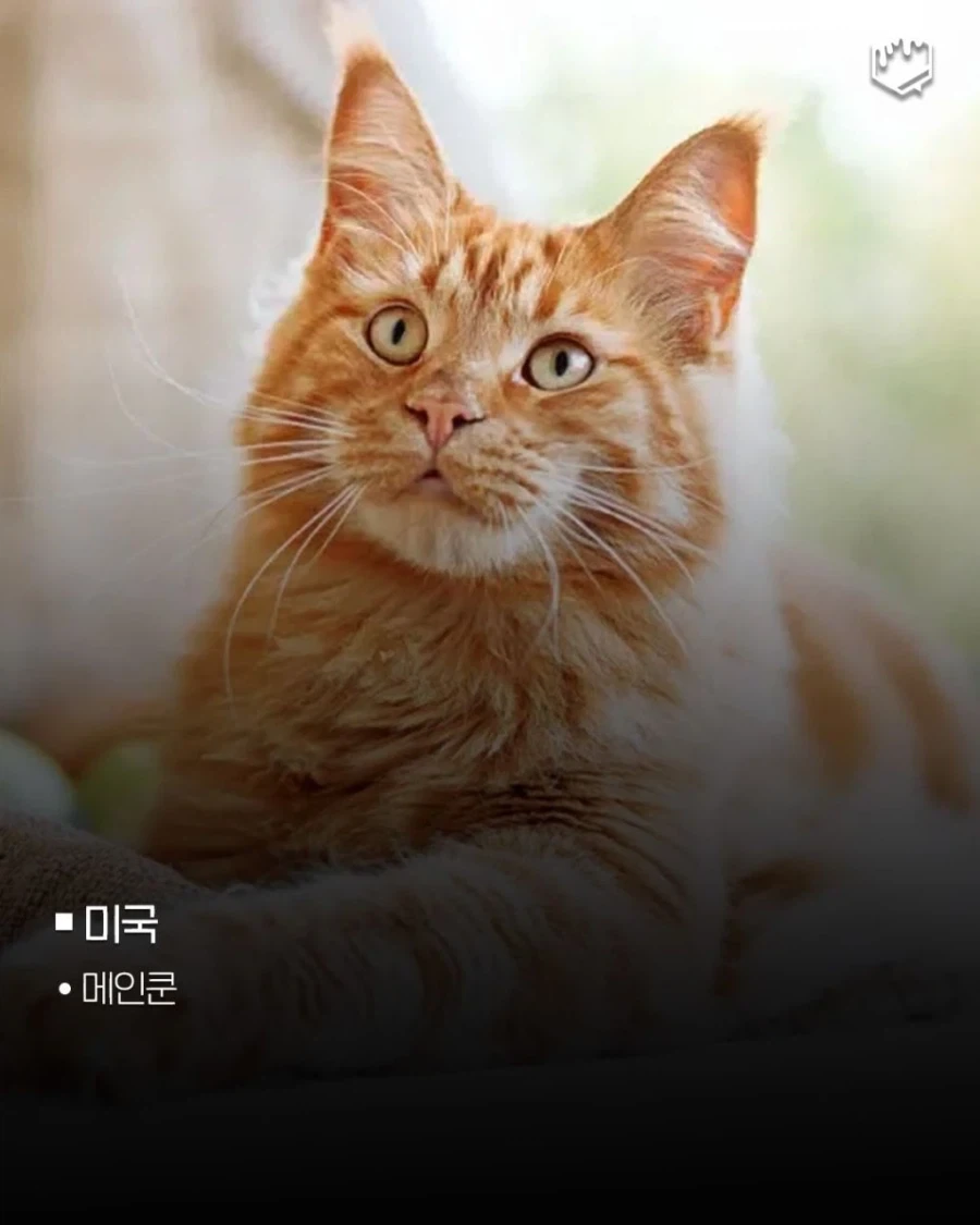 국가별 대표 고양이_3.webp