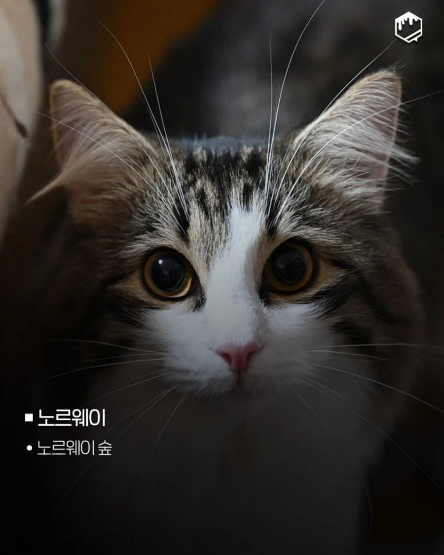 국가별 대표 고양이_4.webp