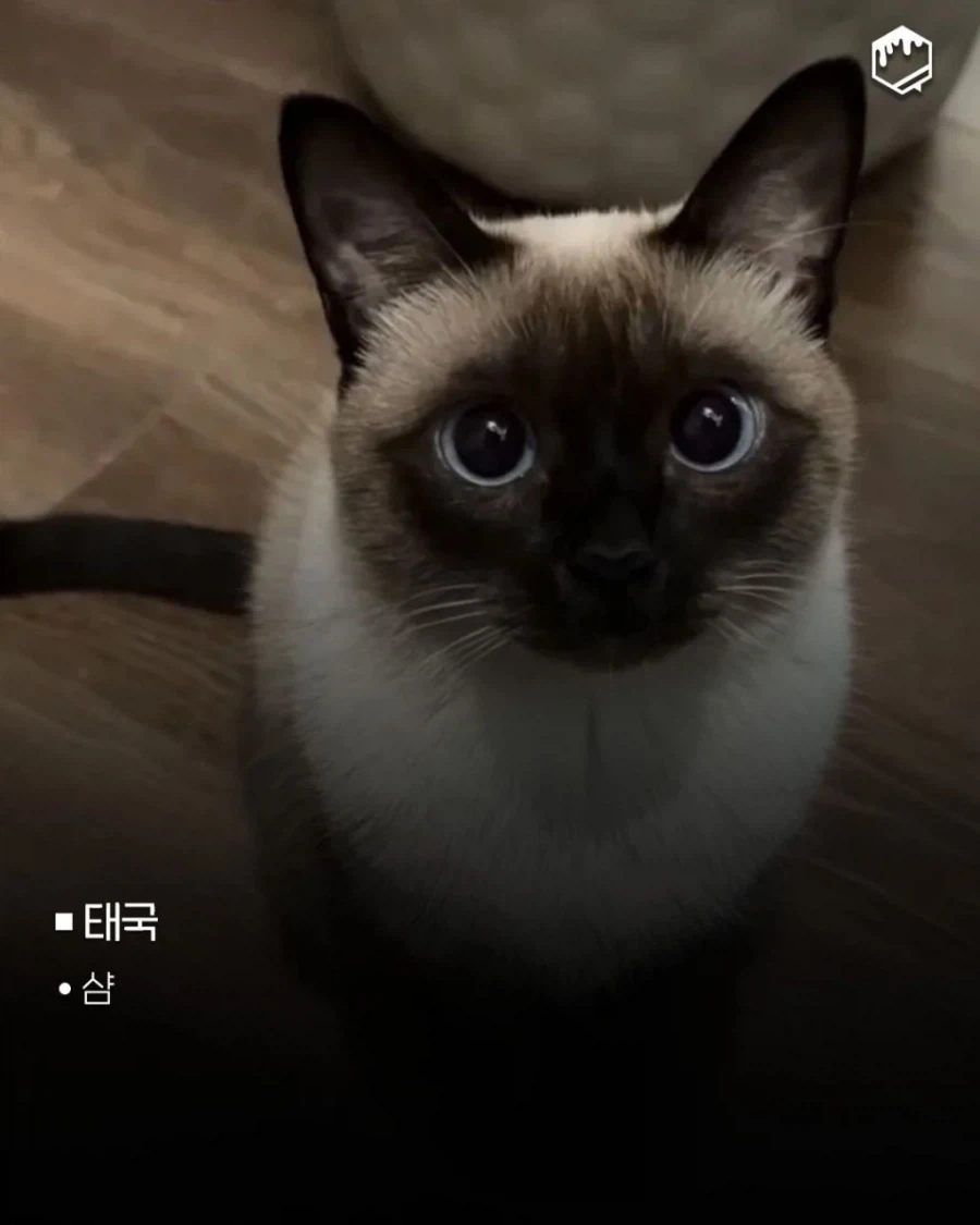 국가별 대표 고양이_5.webp