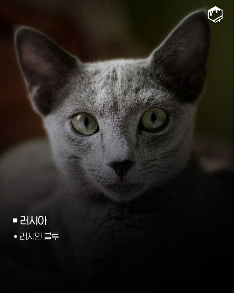 국가별 대표 고양이_6.webp