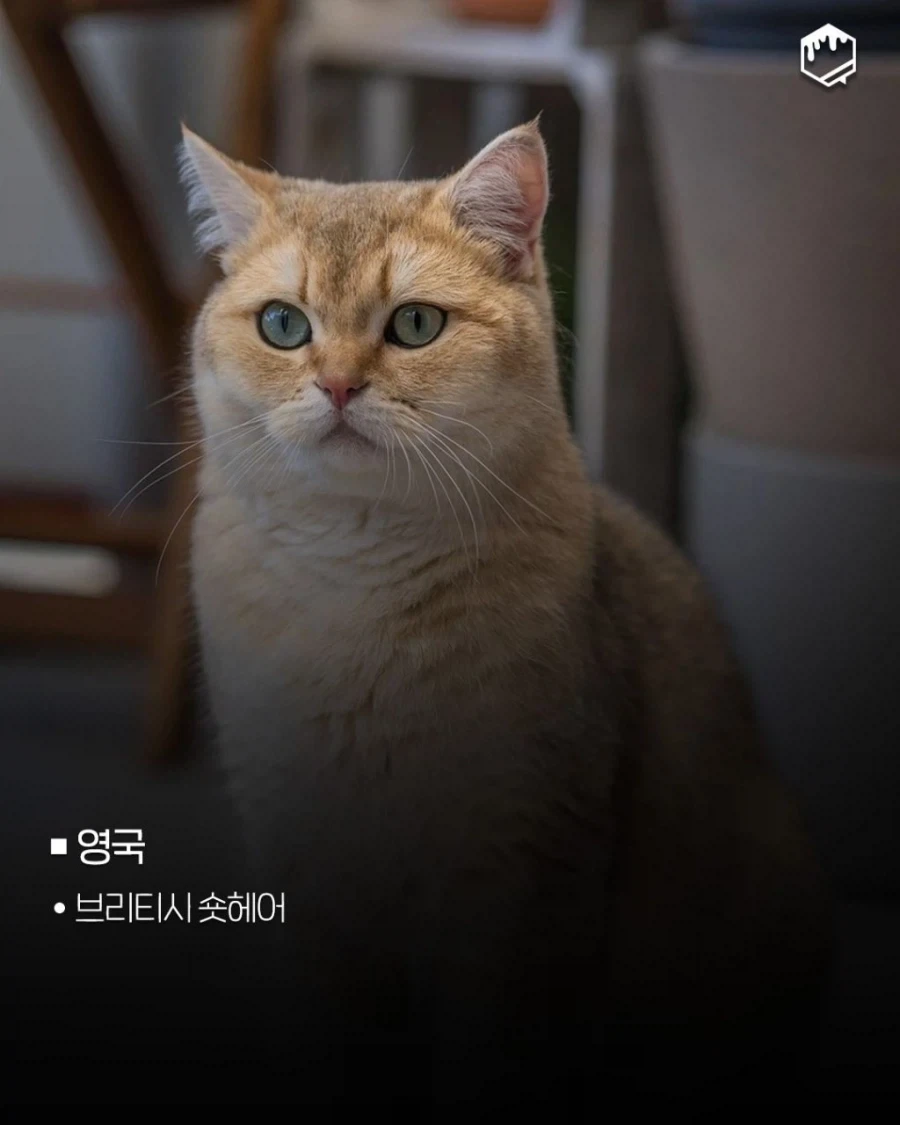 국가별 대표 고양이_7.webp
