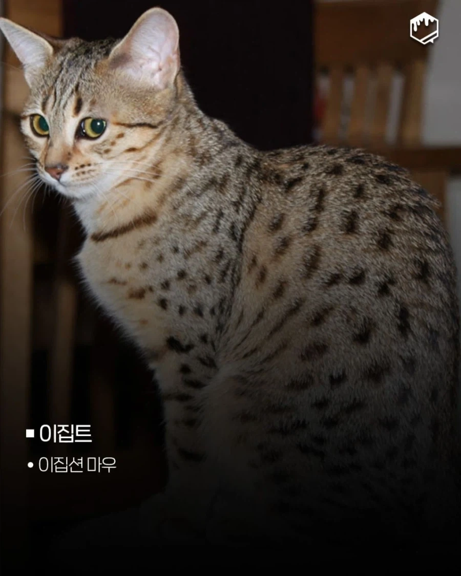 국가별 대표 고양이_8.webp