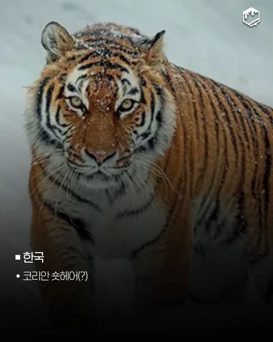 국가별 대표 고양이_9.webp