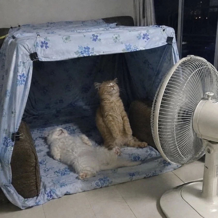 무더위에 고양이 걱정되서 엄마한테 물어봤더니_2.webp
