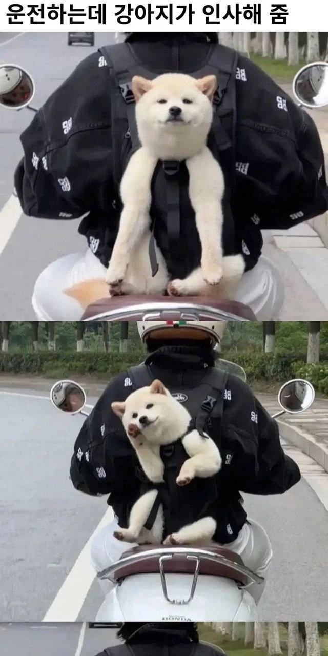미국법원에서 무장경찰한테 걸린 이유.jpg 대표 이미지