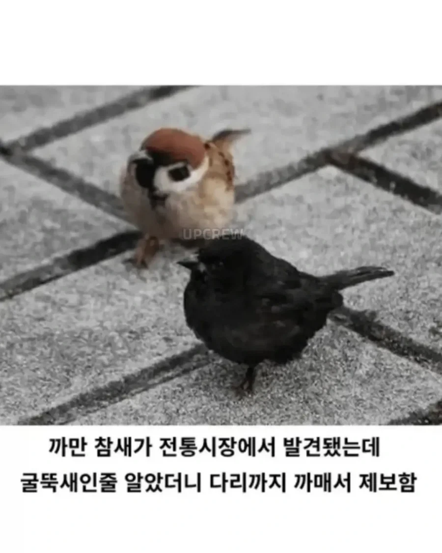 이걸 사재기를 한다면 러셀테크라 인정한다 대표 이미지