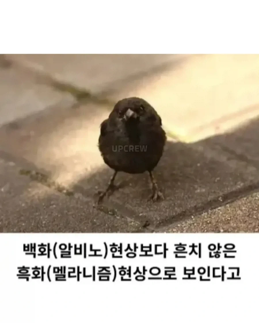 흑화된 참새가 발견_2.webp