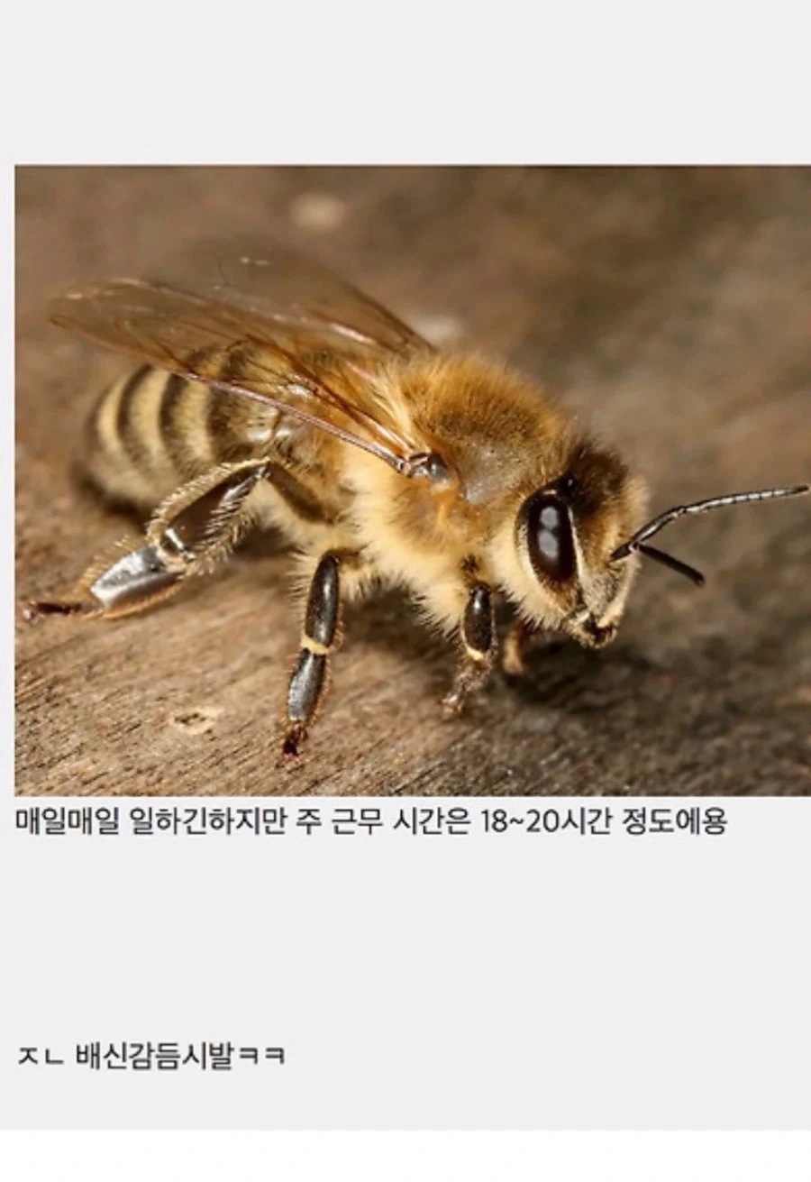 일본군(아님)이 조선인(아님)을 징병하려다 걸림 대표 이미지