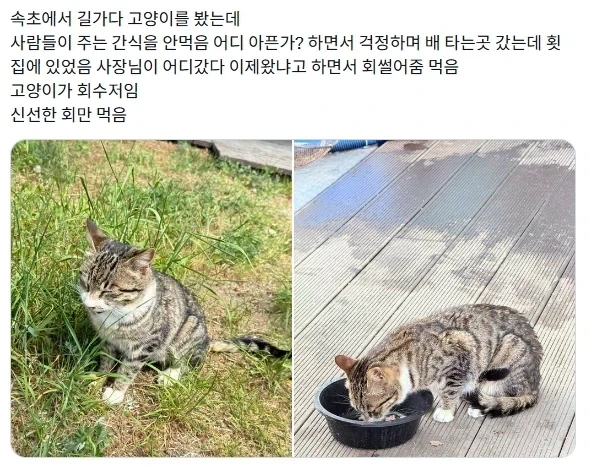 카레가 우리나라 요리인 이유 이미지 6
