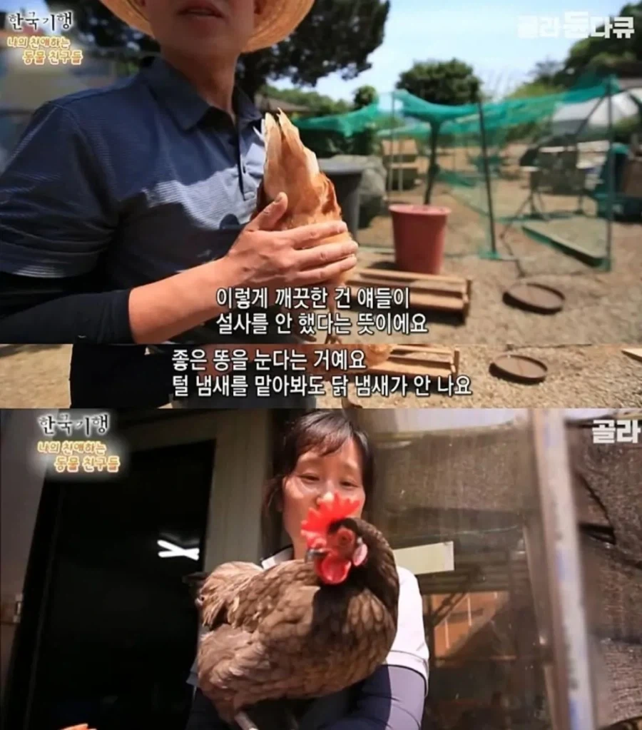 백숙집 차리려고 닭 키우기 시작한 부부의 최후_4.webp