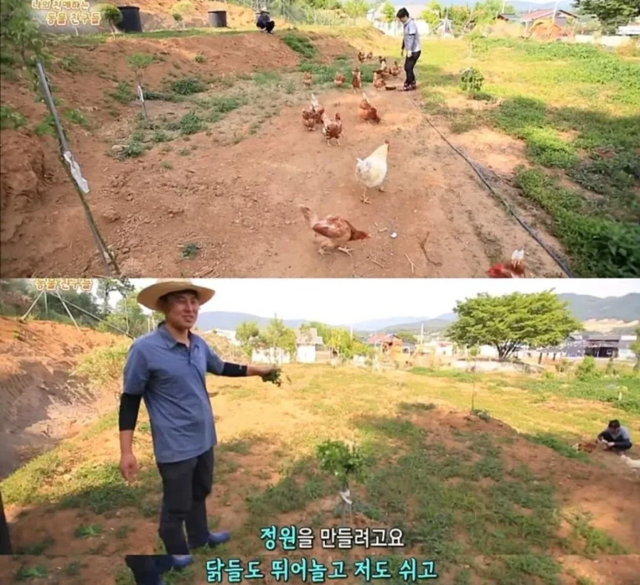 백숙집 차리려고 닭 키우기 시작한 부부의 최후_13.webp