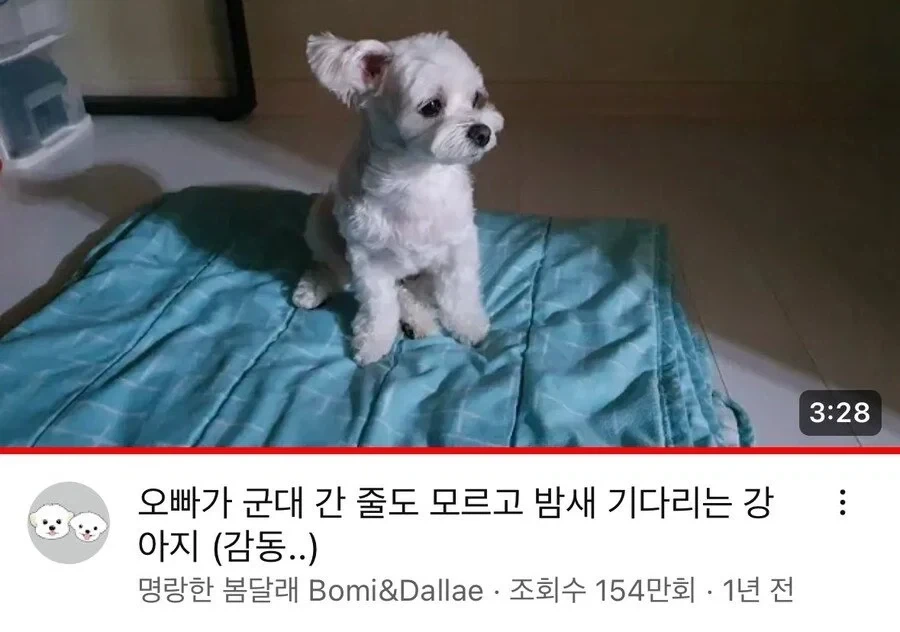 군대 간 오빠 기다리는 멍뭉이.jpg_2.webp