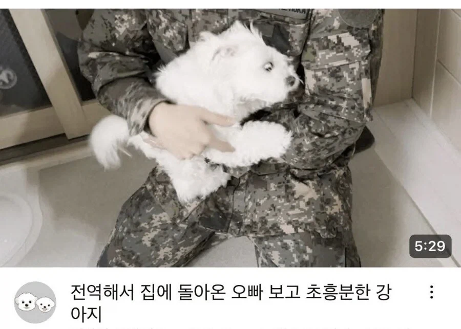 군대 간 오빠 기다리는 멍뭉이.jpg_3.webp