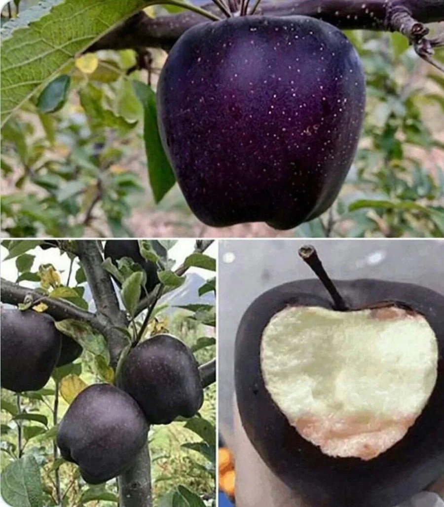 푸키먼세계 최면몬의 일상 이미지 5
