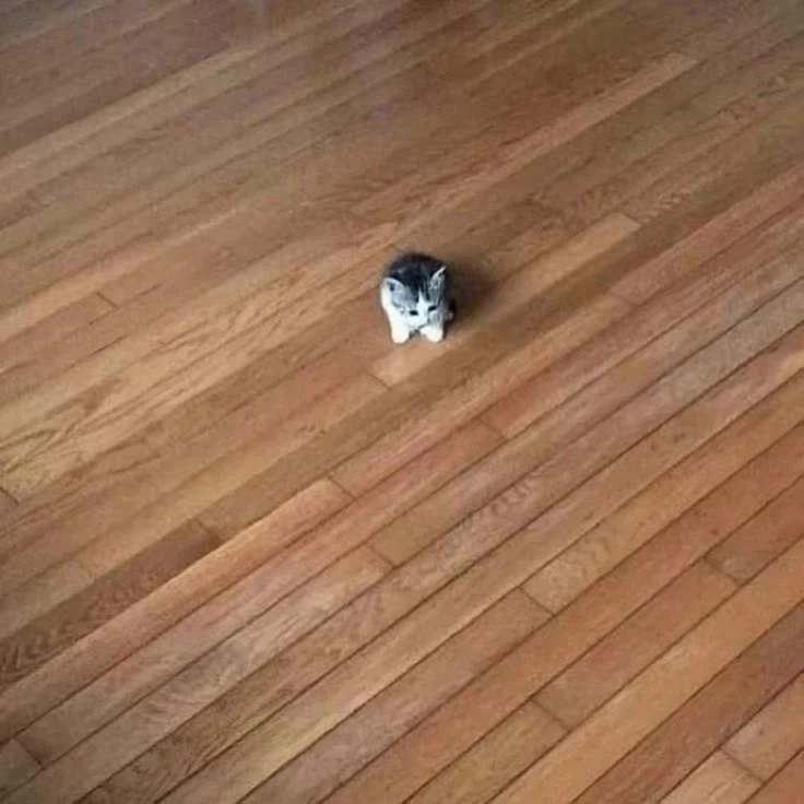 군대 간 오빠 기다리는 멍뭉이.jpg 이미지 11