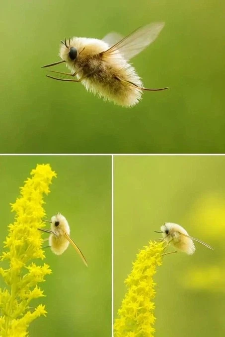 랜덤 동물짤.jpg_4.webp