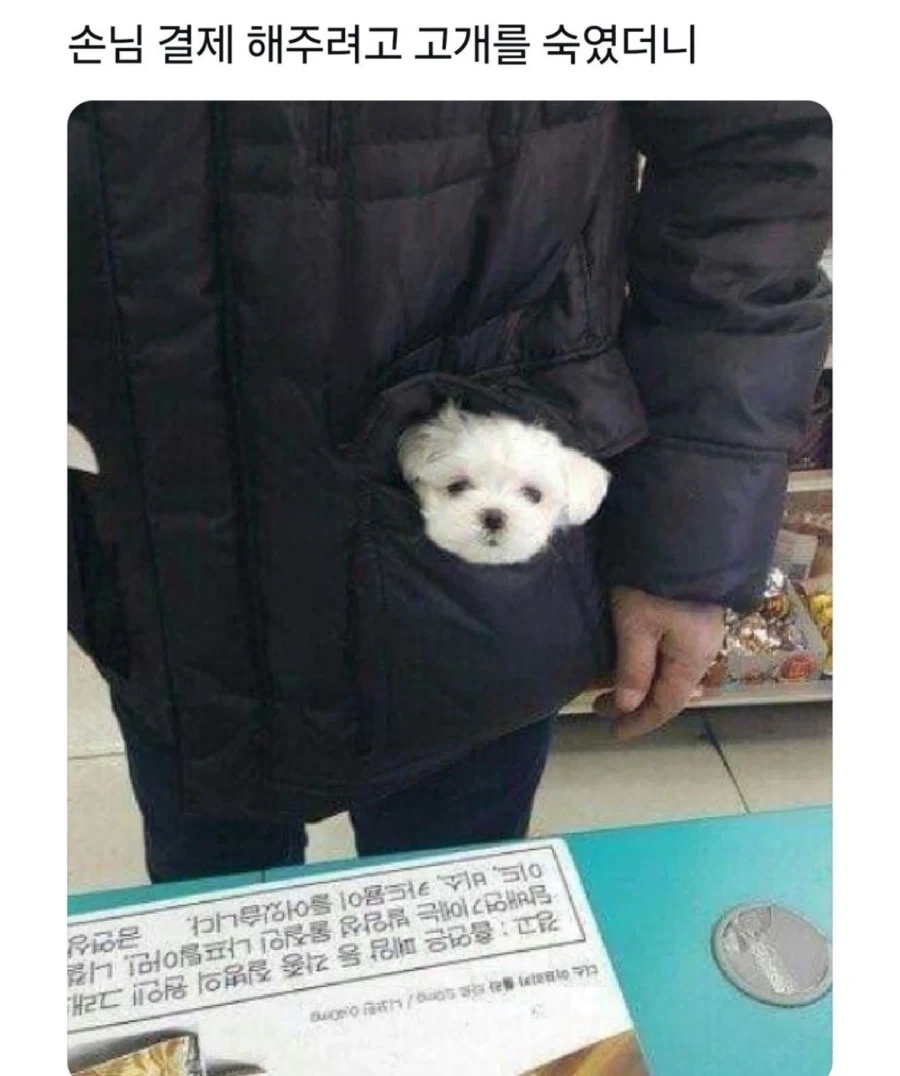 랜덤 동물짤.jpg_8.webp