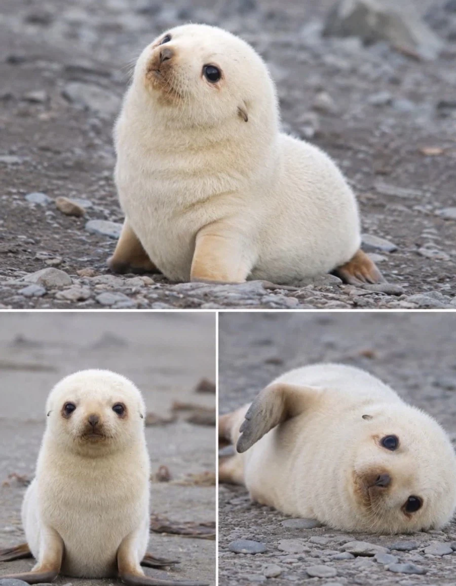 랜덤 동물짤.jpg_10.webp
