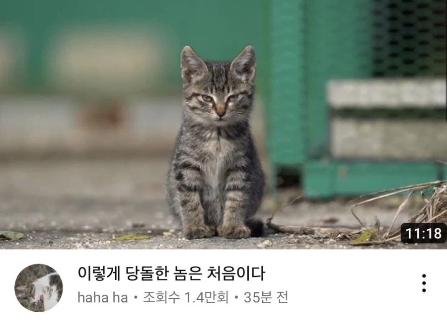 얌전한 여자들 대표 이미지