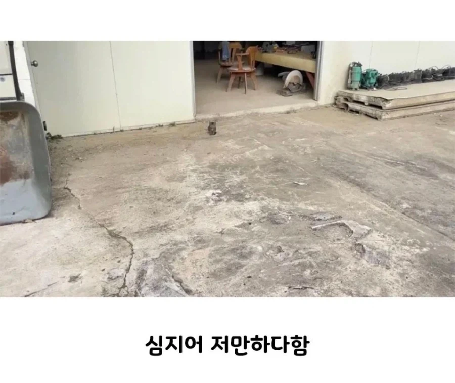 당돌한 고양이.jpg_2.webp