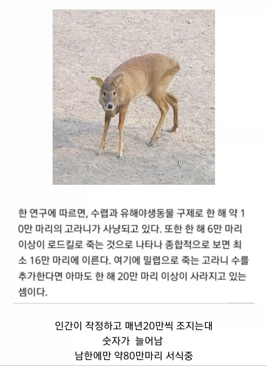 원피스 앵무새면 루피가 니카일때 모습도 이미지 6