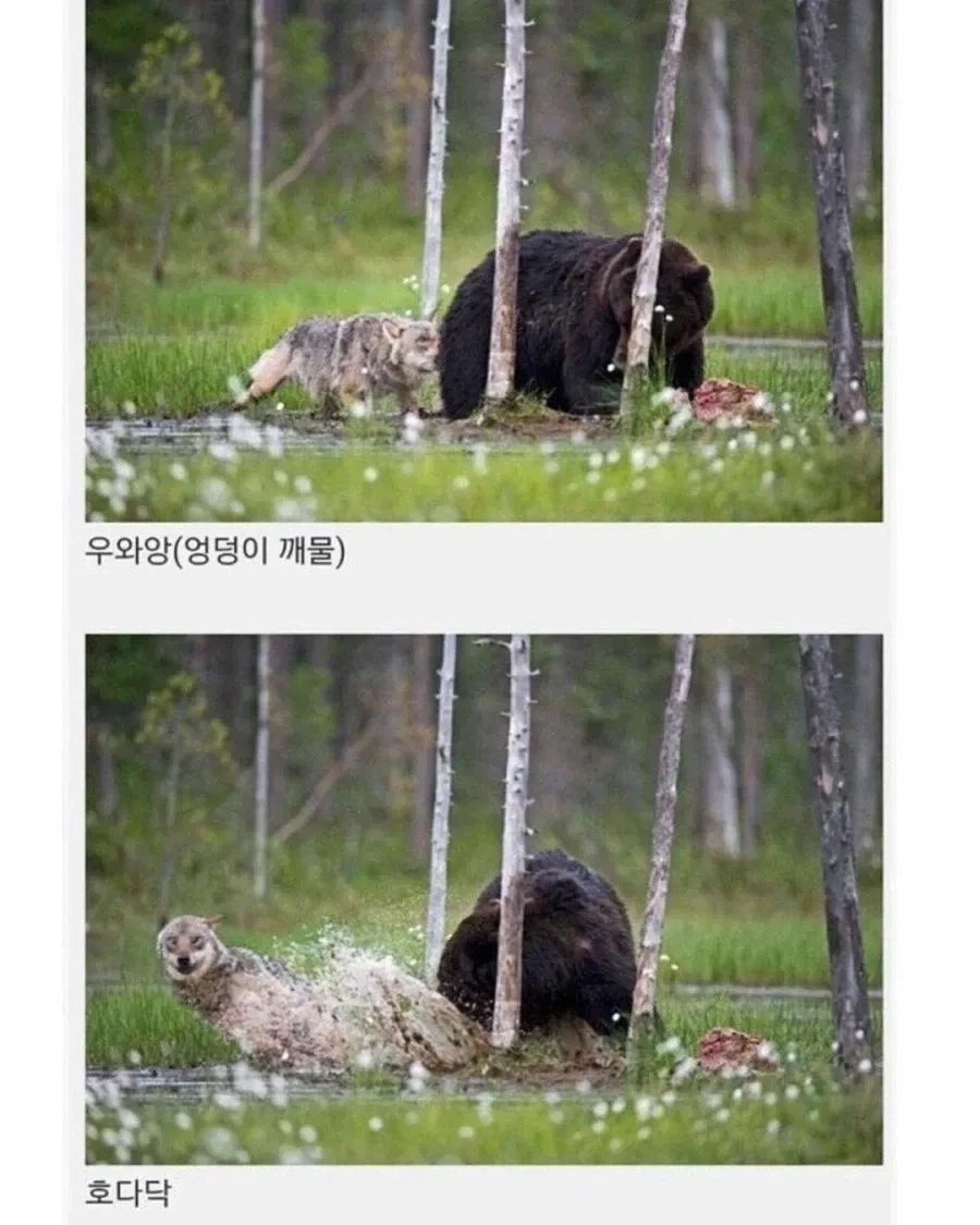 핀란드에서 목격된 우정.jpg_3.webp