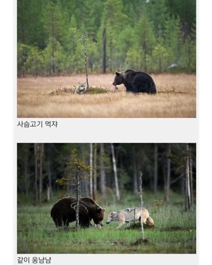 핀란드에서 목격된 우정.jpg_4.webp