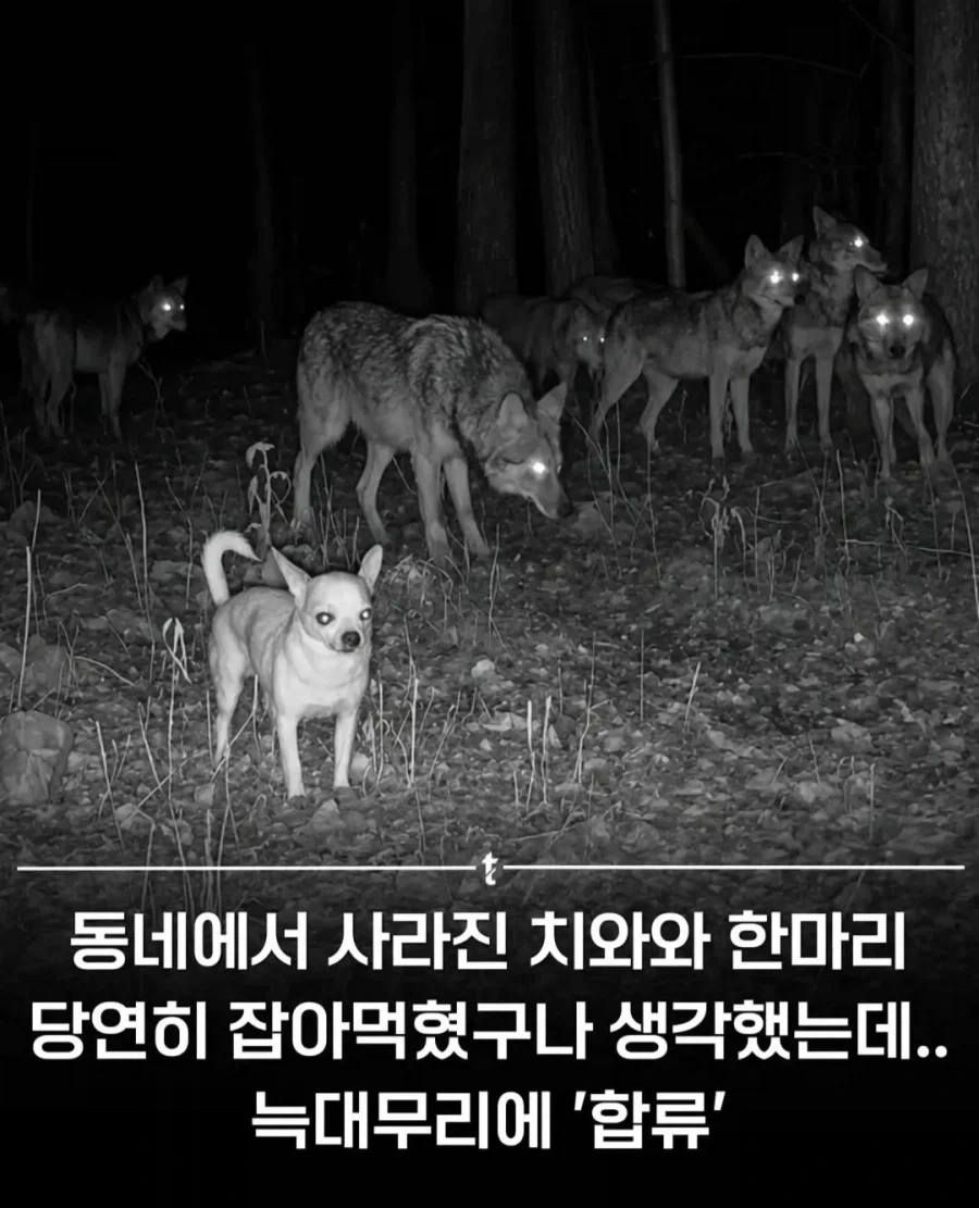 콩이 주식이 되지 못 한 이유.jpg 이미지 3