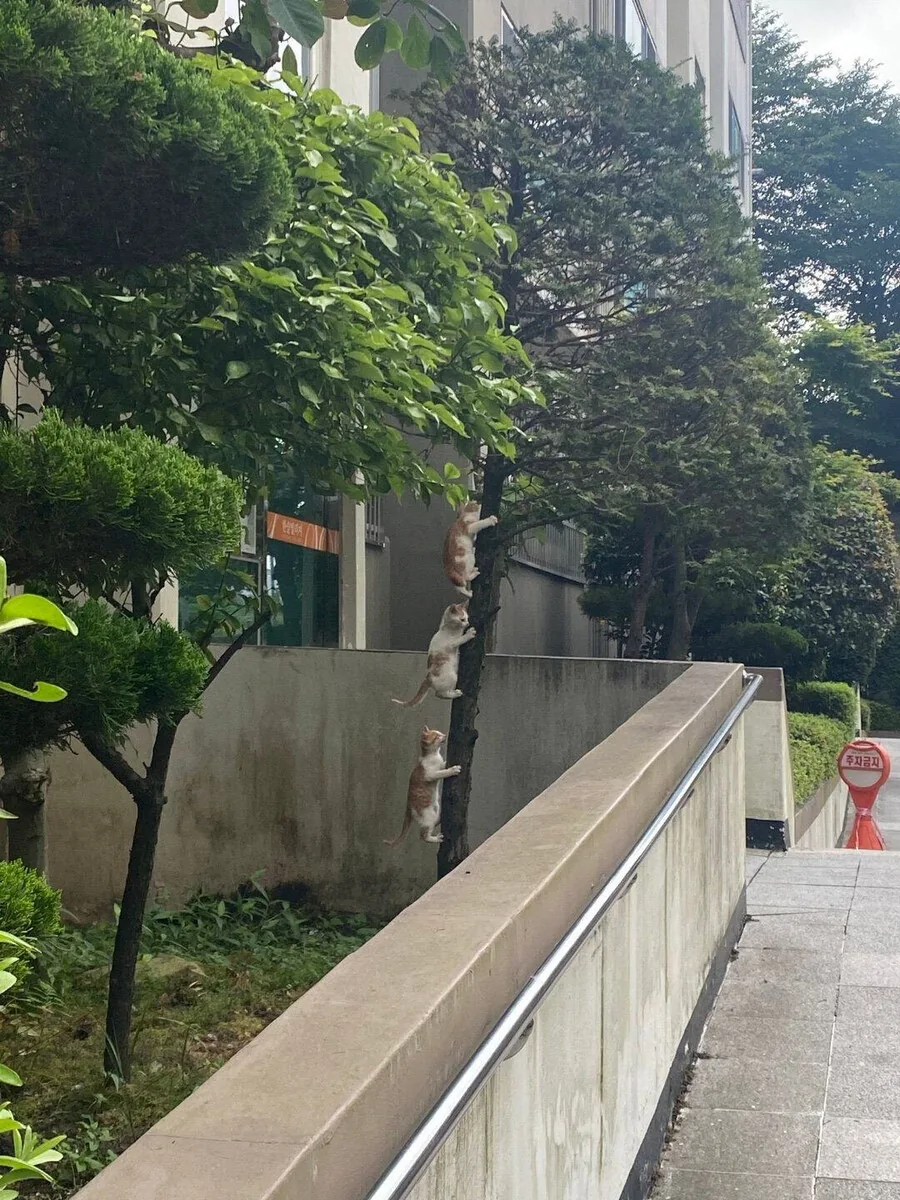 게이머들에게 애플이 천하의 개1새끼인 이유 대표 이미지