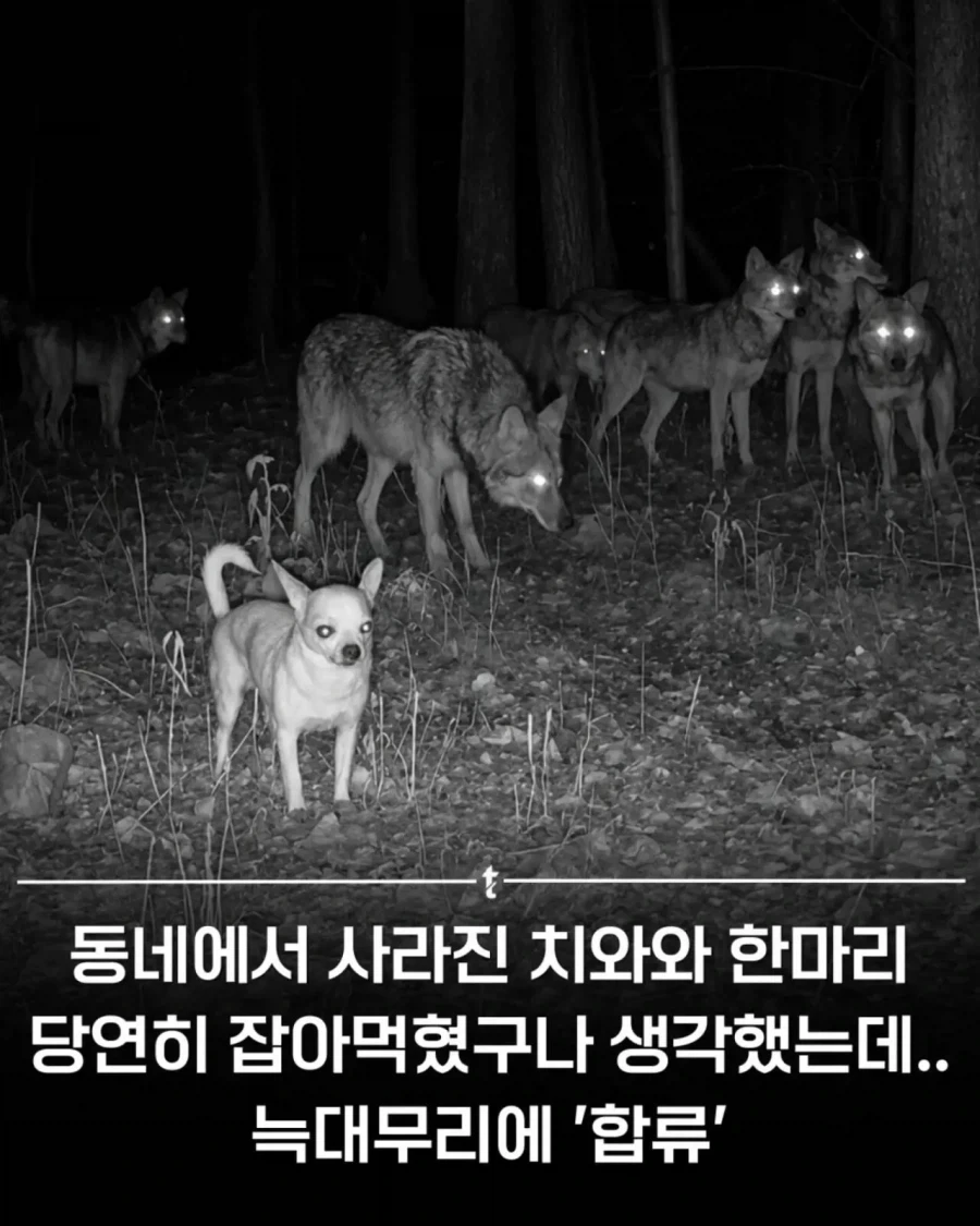 젠레스)후배위하는 스승님 대표 이미지