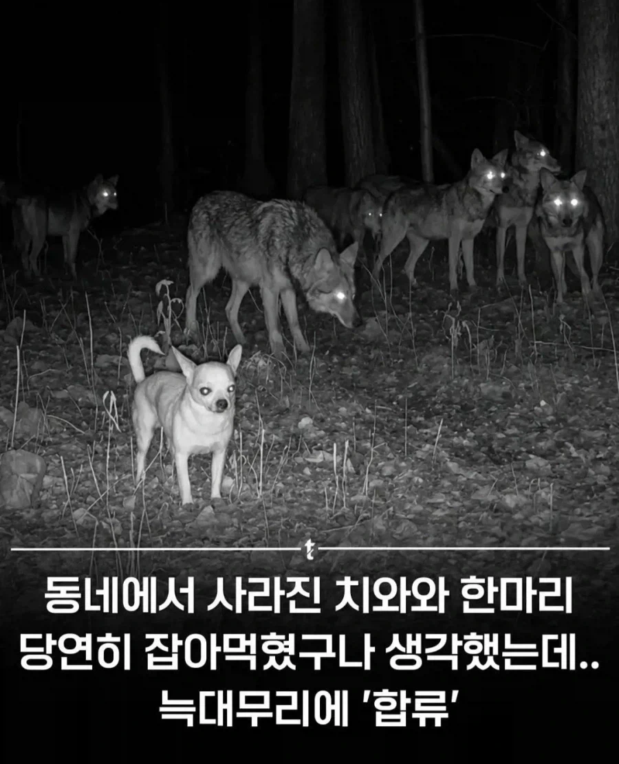 마블코믹스)심심할때 나오는 수십억명을 죽인 히로인 템플릿인 캐릭터 이미지 5