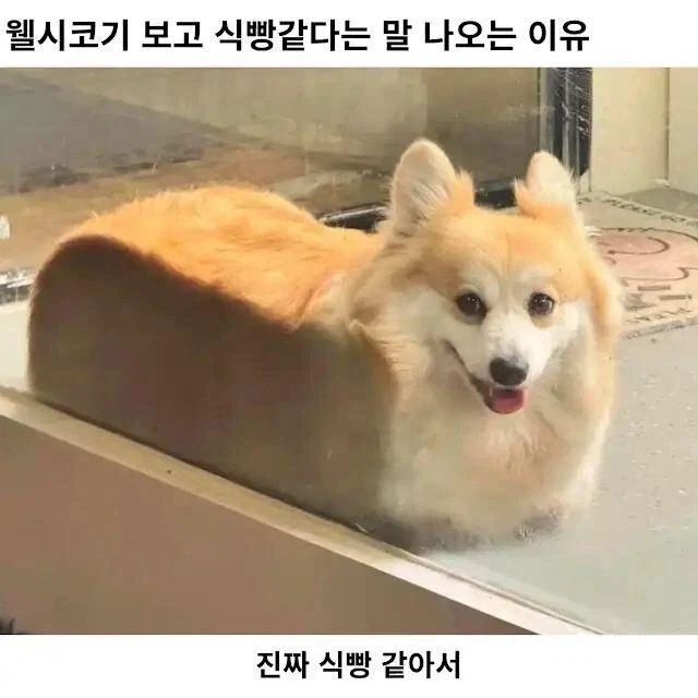 이젠 집 밖에도 나가지 말라하네 대표 이미지